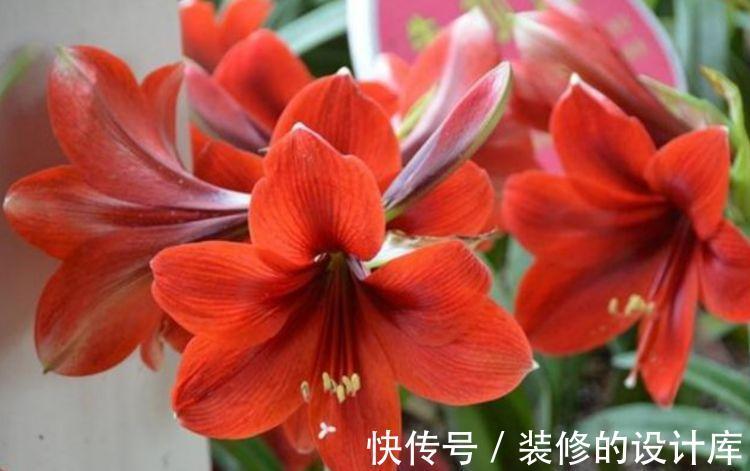 长寿花|大暑过后家里阳台养此款花,花型独特,粉嫩丰腴,独自绽放美丽