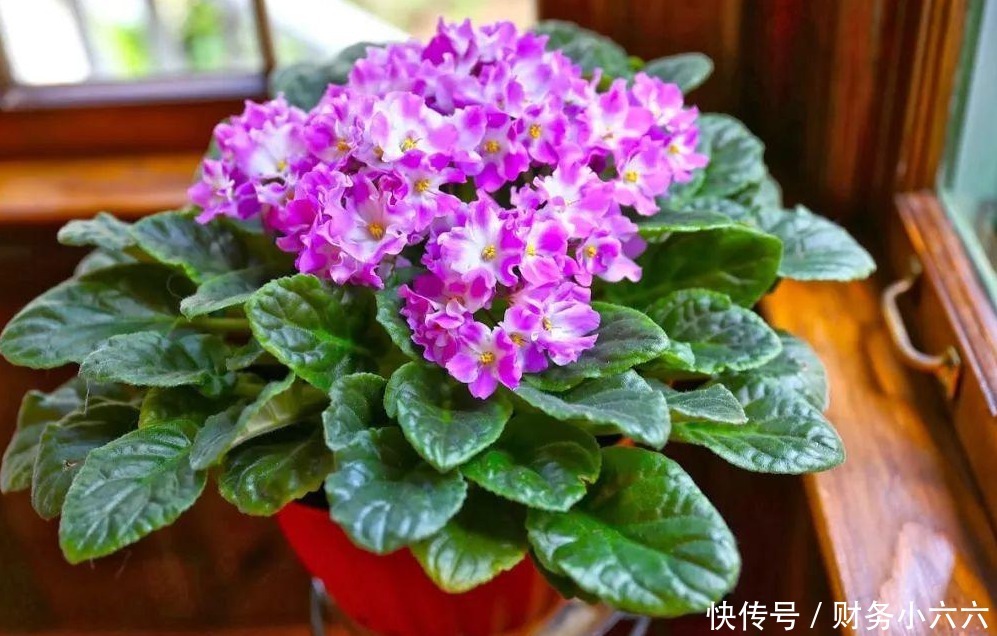 花叶|养花，戒掉这些坏习惯，养啥花都简单，爆盆不成问题