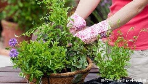 家里盆栽养不活，只要这几点，就可以让它油光发亮！