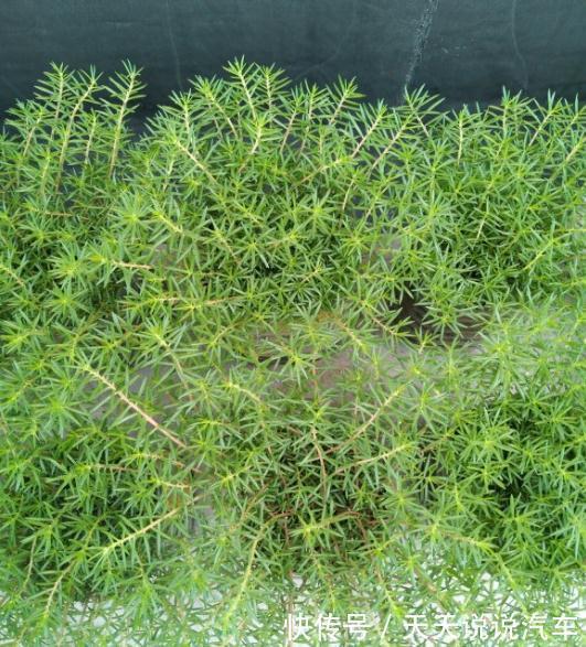 这种花长得像杂草,开花就泛滥,怎么折腾都不死,天天有花看