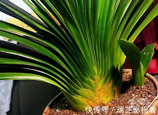 养花缺少生根水怎么办?自己这样制作,安全环保、效果好!