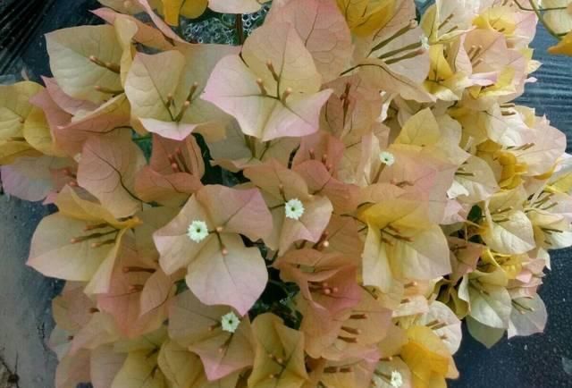 不服|网购的三角梅发新叶子了该怎么处理处理不当掉叶死苗不服盆