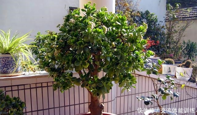 4种花,小苗“很便宜”,越养越“值钱”,聪明花友都喜欢!