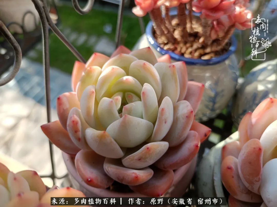揭秘那些干净又温暖的多肉照片从哪里来