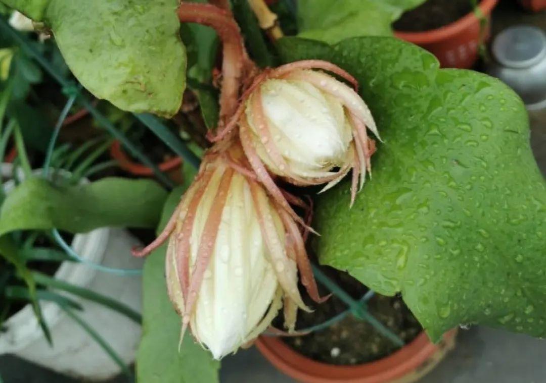 准备好,这花下个月要开,赶紧施肥、催花