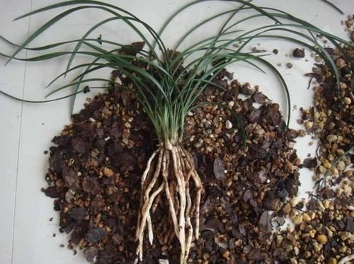 兰花植料不用买,2种软硬材料掺一起,疏松透气,兰株长得旺