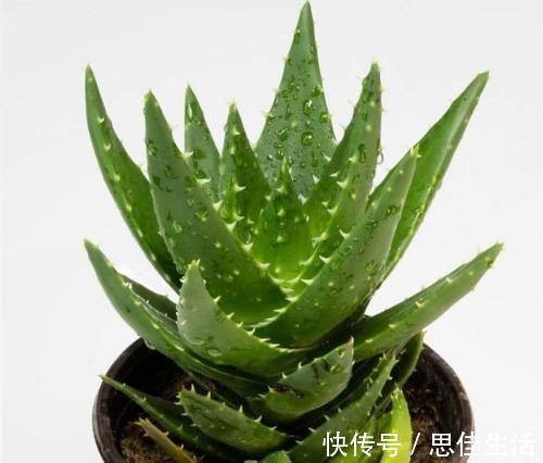 这10种花超级怕冷,再不搬进屋,小心只剩下盆了