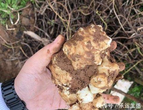 埋了就能活,亩产5千斤,价格也不错,却没几人愿意种