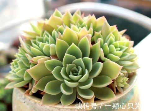 多肉三色堇怎么养,做好这三点,在阳台也能养得清丽动人美轮美奂