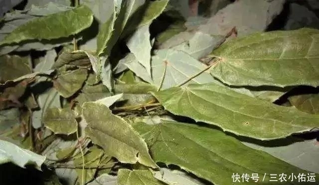 中年|农村一种植物野草，羊吃会发情，补肾，农民常用来泡酒