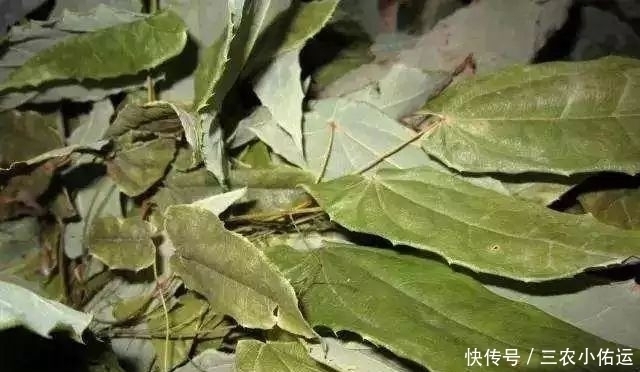中年|农村一种植物野草,羊吃会发情,补肾,农民常用来泡酒