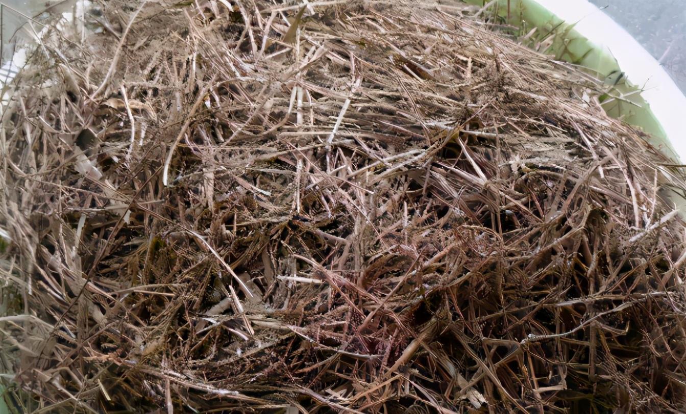 隐患|自制腐叶土养花：用什么土合适，怎么解决虫害隐患？