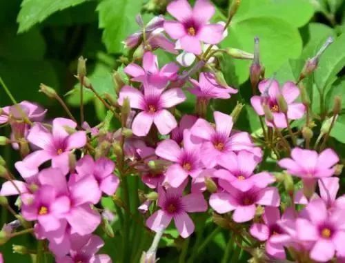 她只种一种花，却开出一片花，开花惊艳又漂亮，邻居看了都羡慕