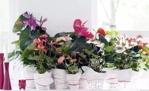 室内|17种适合生长在弱光处的室内植物，可以摆放在家里的任何角落