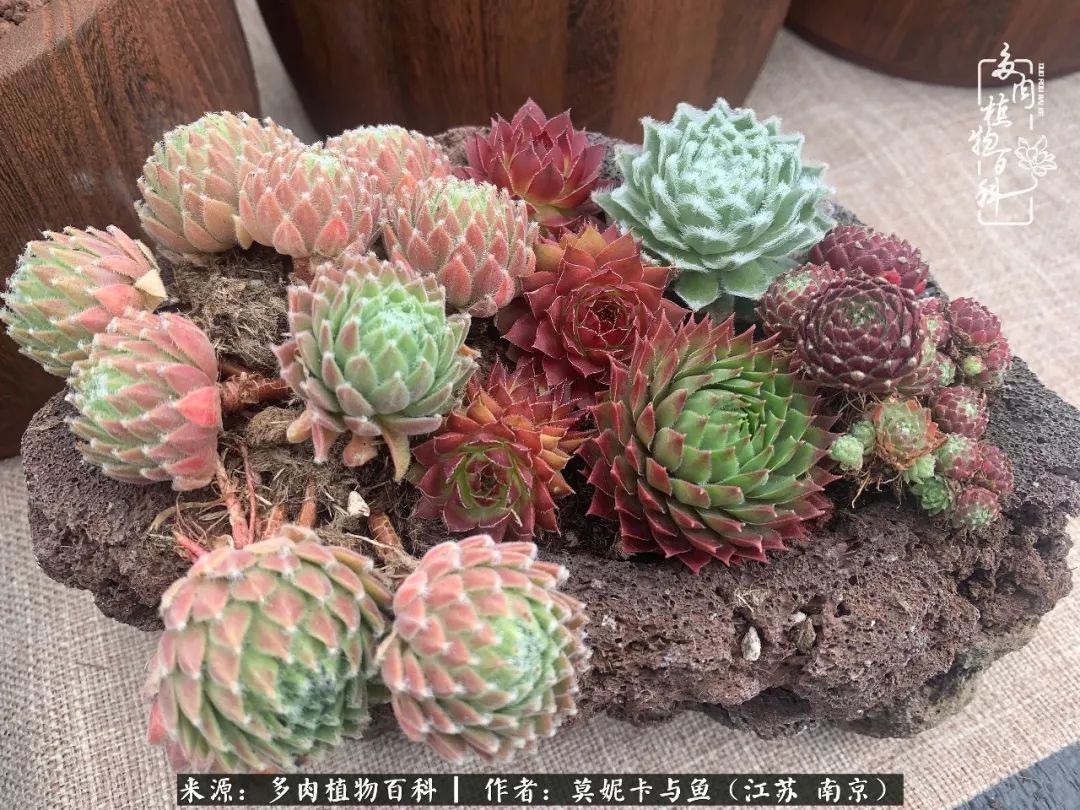 这多肉拼盘这么仙!如何制作达人手把手教你制作长生草拼盘!