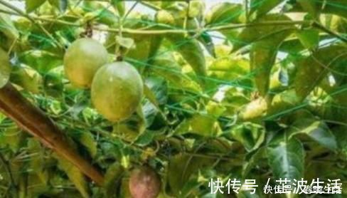 南瓜花|長壽喜歡會吃的女性，以下食物常吃，排毒潤腸，改善睡眠質量！