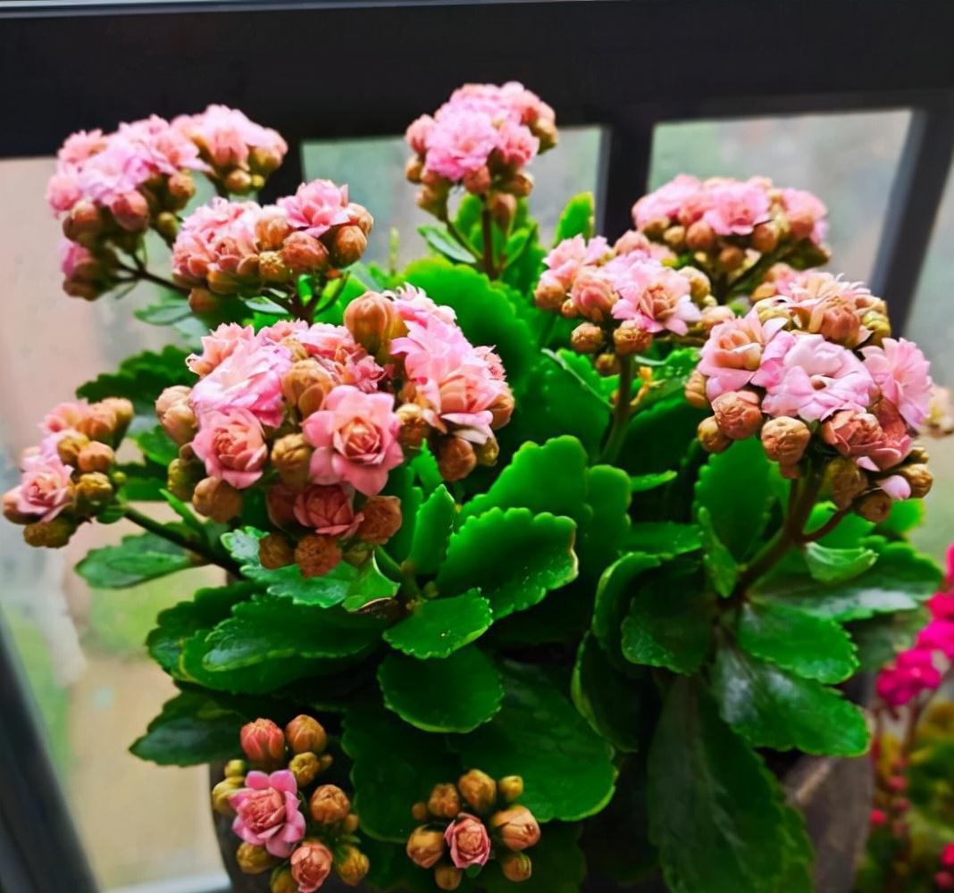 五种“旺宅花”，适合养客厅，一种比一种好养，一个比一个好看