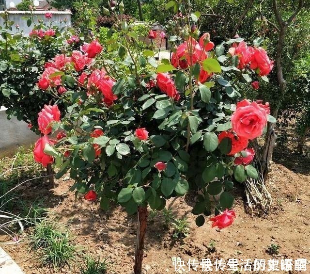 树状|少吃两顿肉,此花也要栽2株,好养易成活,开花美又多!