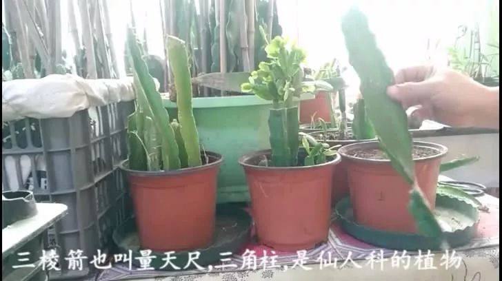 嫁接蟹爪兰，没有砧木怎么办，这样扦插三棱箭，一棵砧木变一百棵