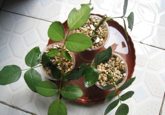 生根|扦插老失败?2个万能扦插法,插一根活一盆,简直太简单