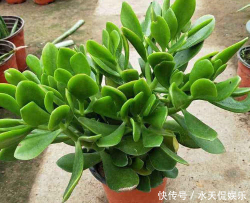 花盆|多肉玉树如何换盆教你3个小步骤,换盆后玉树越长越旺盛