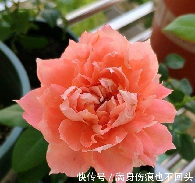 扦插|月季水插移栽总是死苗?教你3个妙招,10天存活,一个月开花