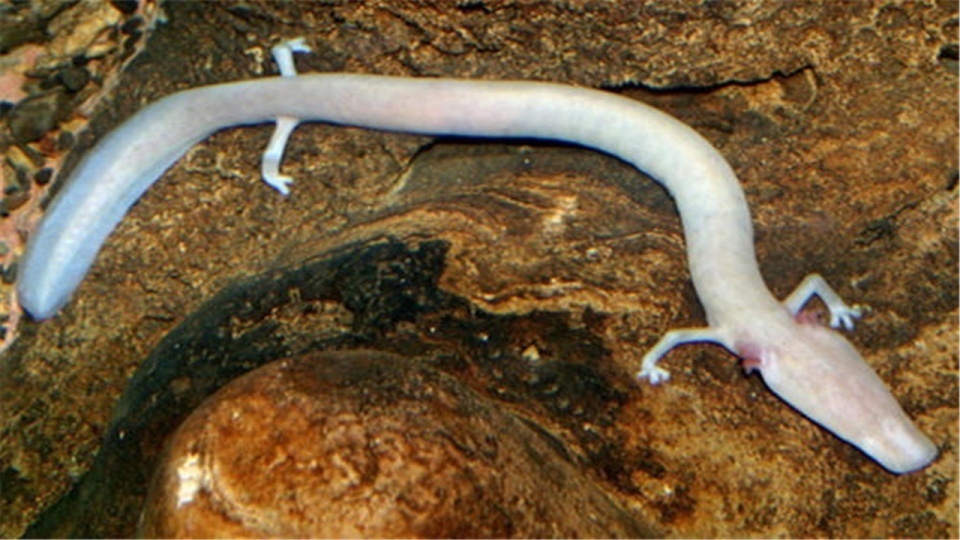 中国古书中记载的“孔甲养龙”,真的是龙吗到底是什么生物