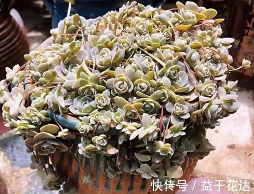 最爱爆盆的5种多肉,不用1个月就溢出花盆