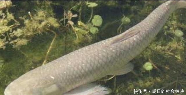 钓鱼|钓鱼“黑”午时不是鱼儿难钓获,而是你方法不对路