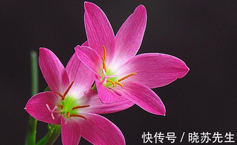 空气|冬季室内通风不好,就养3种养人花,个个都是清新空气小能手