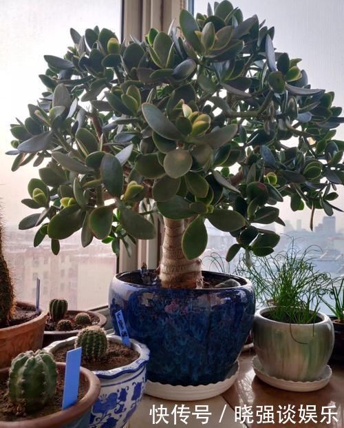 大腿|养了20年的玉树,杆子比大腿还粗,满树白花跟下雪了一样