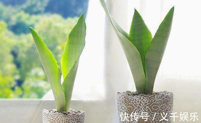 虎皮兰|虎皮兰越长越慢,别急,简单做好4个方面,小白芽呼呼冒