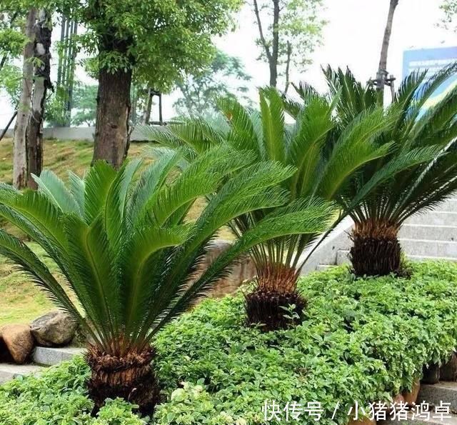 聪明人爱养这八种“守家树”,护宅吉祥保平安,养好了都是传家宝