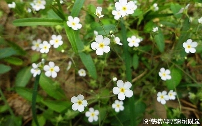 心头好|农村野菜不简单,你可能吃过,但它们的价值就不一定了解了