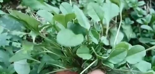 农村这野草长到家门口,农户把它当茶叶泡,城里认识的很少