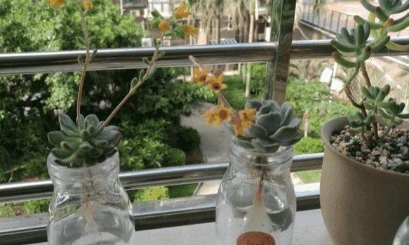 夏季养殖多肉,难逃黑腐化水按照4步换成水培,轻松解决