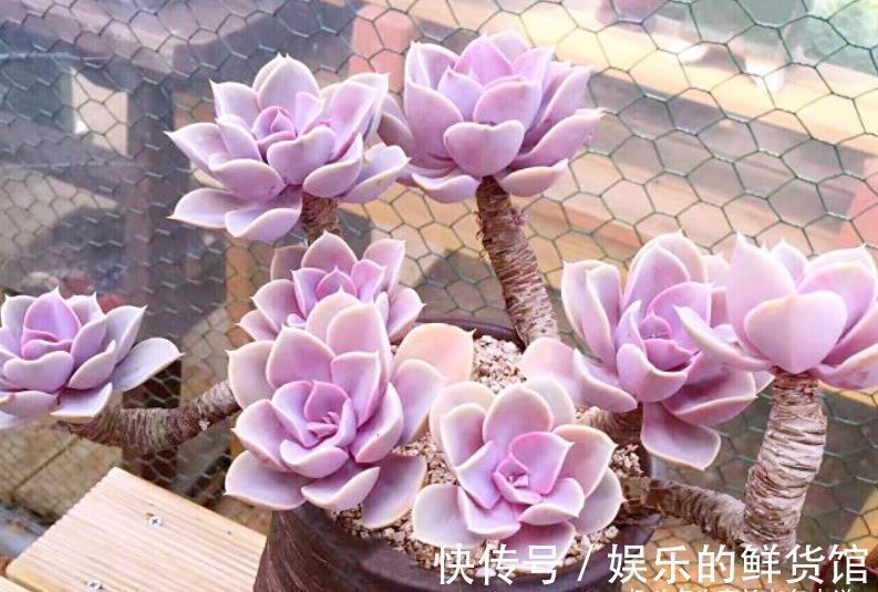 夏季|这8款多肉本身不容易褪色，秋天太阳稍稍晒一下还能变得更美