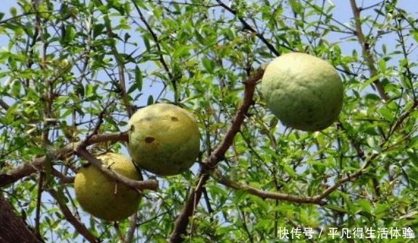 在东南看到这种水果,万不可尝试!10元一个,果肉还糜烂不堪!