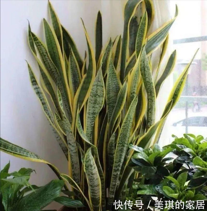 具状|虎皮兰进入8月经常“饿”,从三个方面喂饱它,才爱出小芽