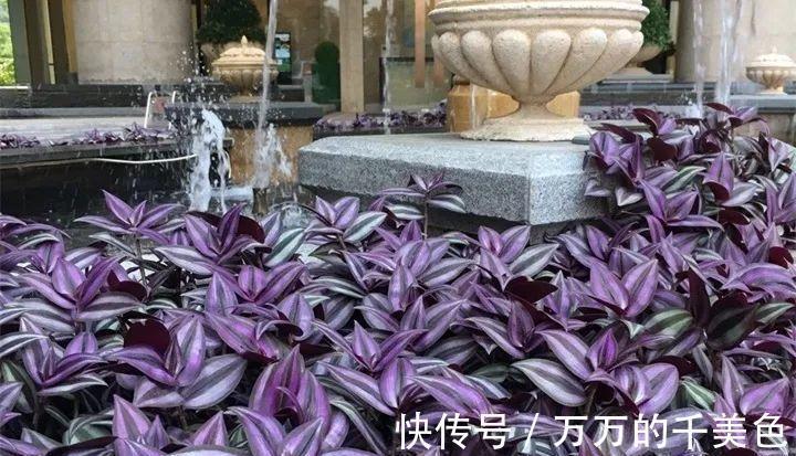 牡丹吊兰|4种“漂亮花”，生性泼辣，沾土就成活，一养就上瘾