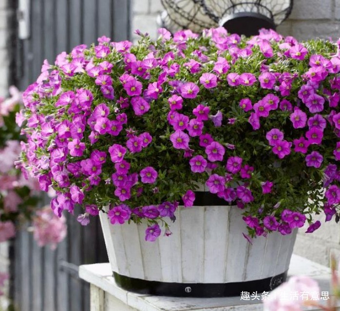 阳台爆盆首选,百万小玲,养护很简单,注意4个细节,花开200天