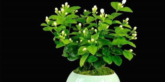 盆栽|盆栽茉莉花,养护注意这3点,花开一茬接一茬