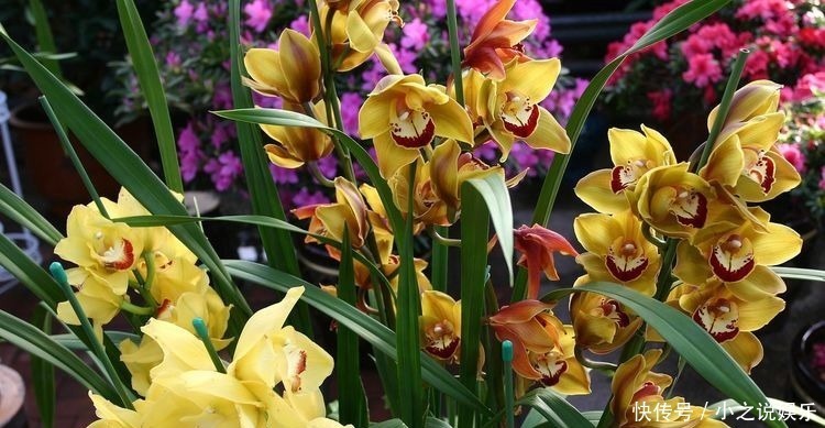 玫瑰|几种花卉美过玫瑰,一年四季花开不停,一开就停不下来