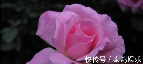 求饶@君子易处小人难防，击垮小人的4大妙计，学会一招小人跪地求饶！