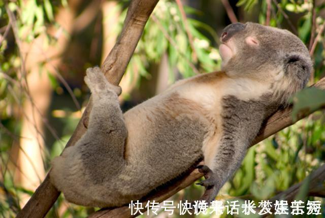 黑色素瘤|《科学》发表新研究,粪便移植可以治癌,粑粑入药原来是真的