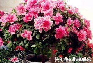 爆盆|家家都有的垃圾，抓一把掺盆里，养花十年不烂根，开花爆盆挡不住