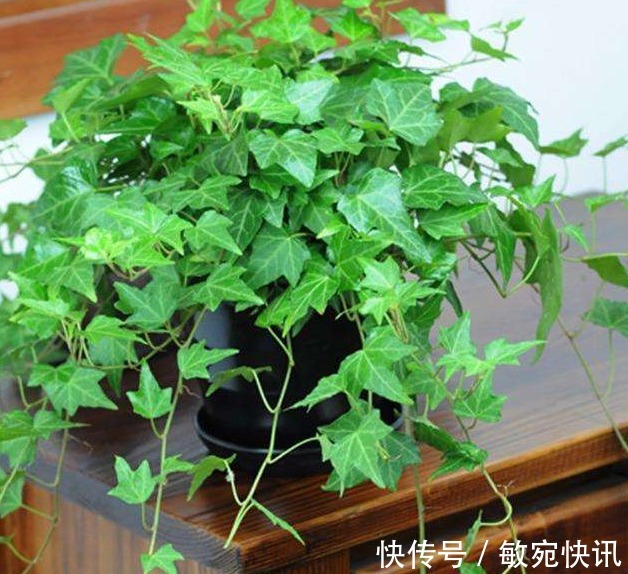 常春藤养不好“关键”3点要做好，四季常青长爆盆，美出新高度