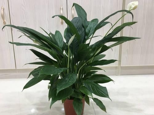 靠养花愉悦自己，盆栽这3款试试，寓意好，漂亮又实用