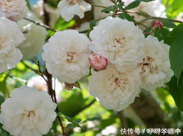 粉色|5款唯美粉色月季。美人如玉粉妆琢，粉色娇羞白如雪。抗病好养