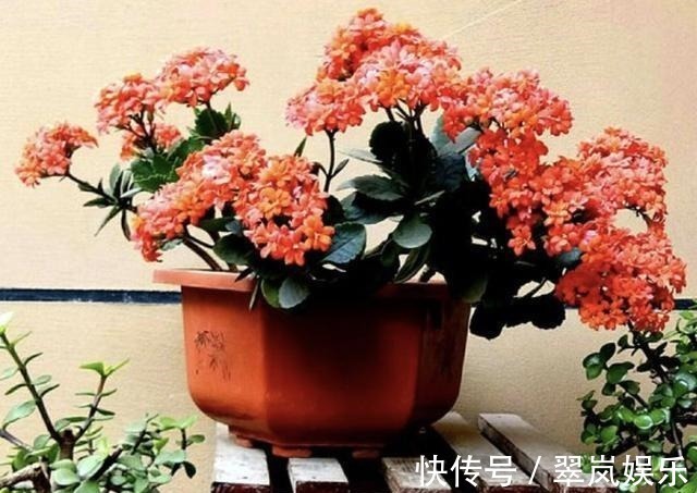 植株|给绿萝、长寿花浇水,多做“1件事”,植株1个月旺盛,容易爆盆!